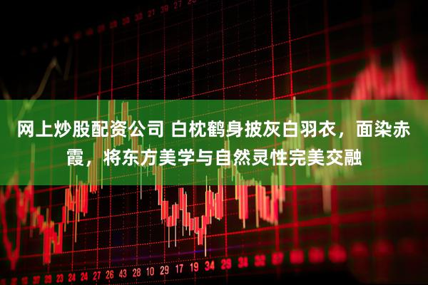 网上炒股配资公司 白枕鹤身披灰白羽衣，面染赤霞，将东方美学与自然灵性完美交融
